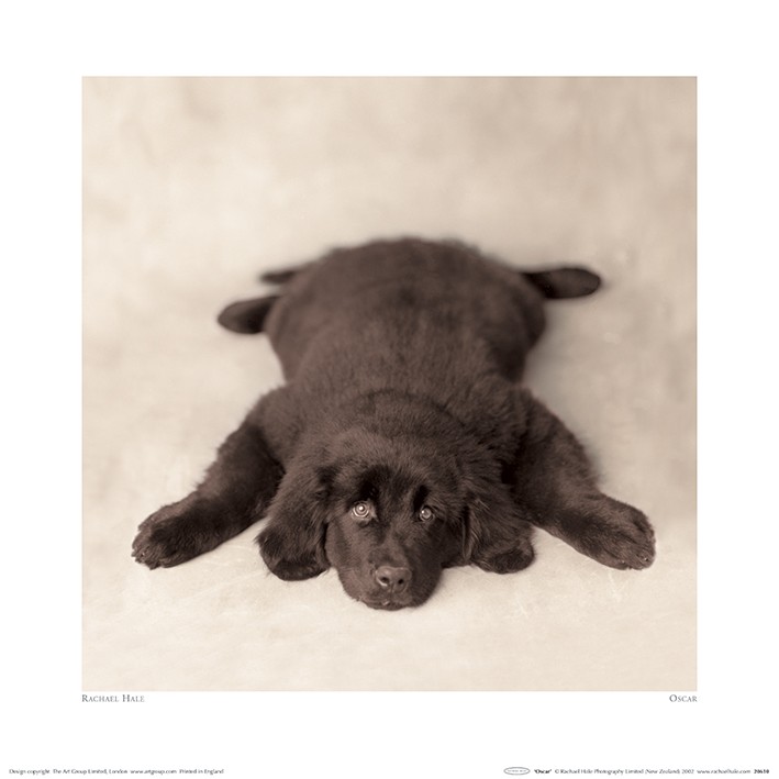 Rachael Hale (Oscar) - Art Print