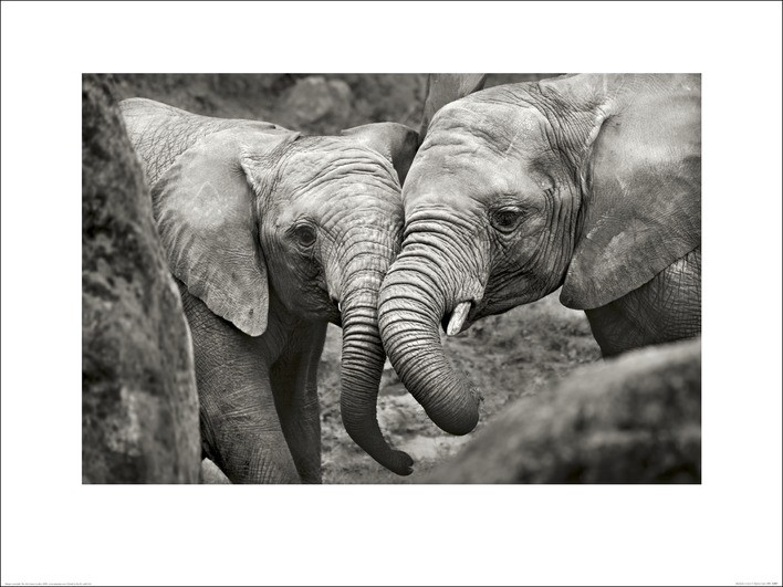 Marina Cano (Elephants in Love)