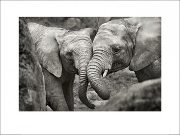 Marina Cano (Elephants in Love)