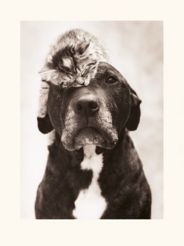 Rachael Hale (Loki's Kitten)