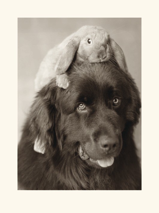 Rachael Hale (Henry & Bradley)