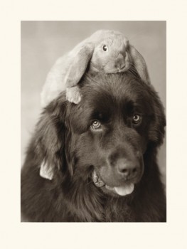 Rachael Hale (Henry & Bradley)