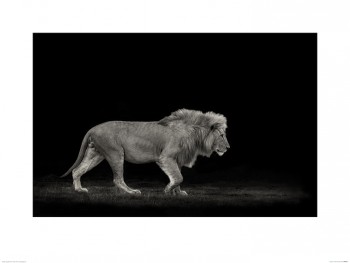 Mario Moreno (Majestic)