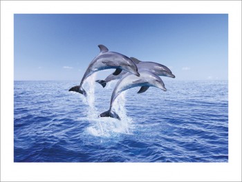Dolphin Trio
