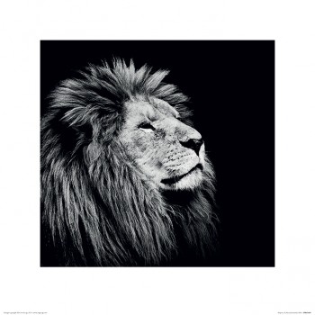 Nicolas Evariste (Majesty)