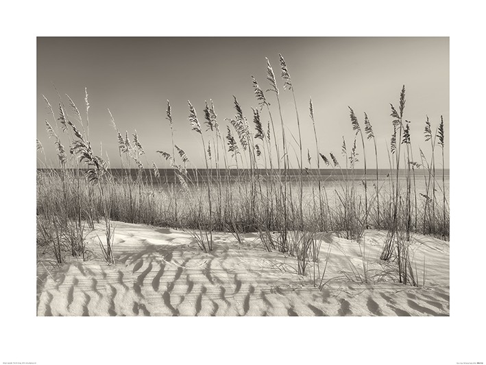 Dennis Frates (Dune Grass)  Art Print