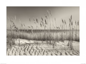 Dennis Frates (Dune Grass)  Art Print