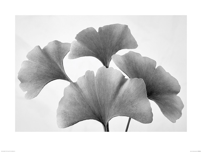 Dennis Frates (Ginko Fan)