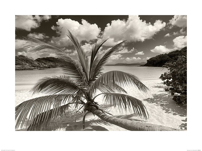 Dennis Frates (Still Growing to the Sun)